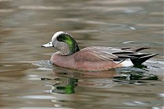 American Wigeon