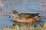 American Wigeon