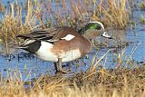 American Wigeon