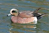 American Wigeon