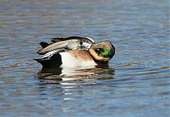 American Wigeon