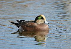 American Wigeon