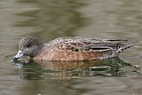 American Wigeon