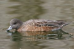 American Wigeon