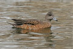 American Wigeon