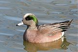 American Wigeon