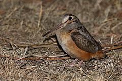 American Woodcock