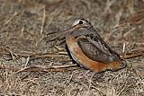 American Woodcock