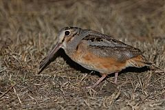 American Woodcock