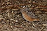 American Woodcock