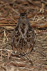 American Woodcock