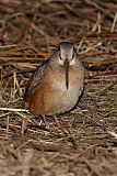 American Woodcock