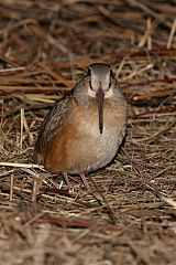 American Woodcock