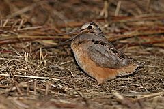 American Woodcock