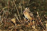 American Woodcock