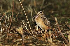 American Woodcock