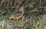 American Woodcock