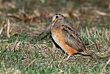 American Woodcock