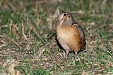 American Woodcock