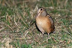 American Woodcock