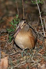 American Woodcock