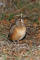 American Woodcock