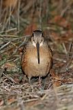 American Woodcock