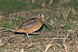 American Woodcock