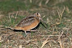 American Woodcock