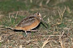 American Woodcock