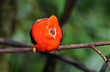 Andean Cock-of-the-rock