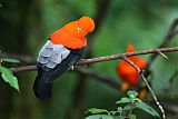 Andean Cock-of-the-rock