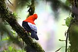 Andean Cock-of-the-rockborder=