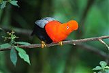 Andean Cock-of-the-rockborder=