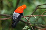 Andean Cock-of-the-rock