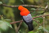 Andean Cock-of-the-rock