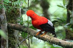 Andean Cock-of-the-rock