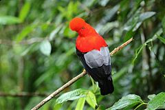 Andean Cock-of-the-rock