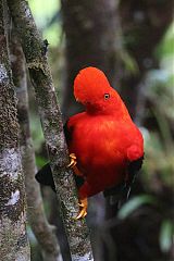 Andean Cock-of-the-rock