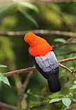 Andean Cock-of-the-rock