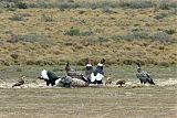 Andean Condor