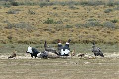 Andean Condor