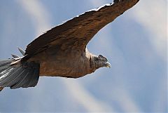 Andean Condor