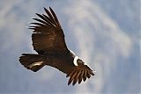 Andean Condor