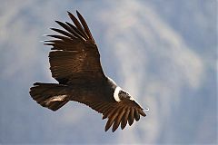 Andean Condor