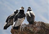 Andean Condor