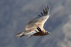 Andean Condor