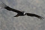 Andean Condor