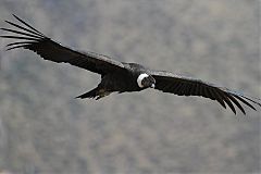 Andean Condor