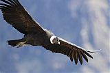 Andean Condor